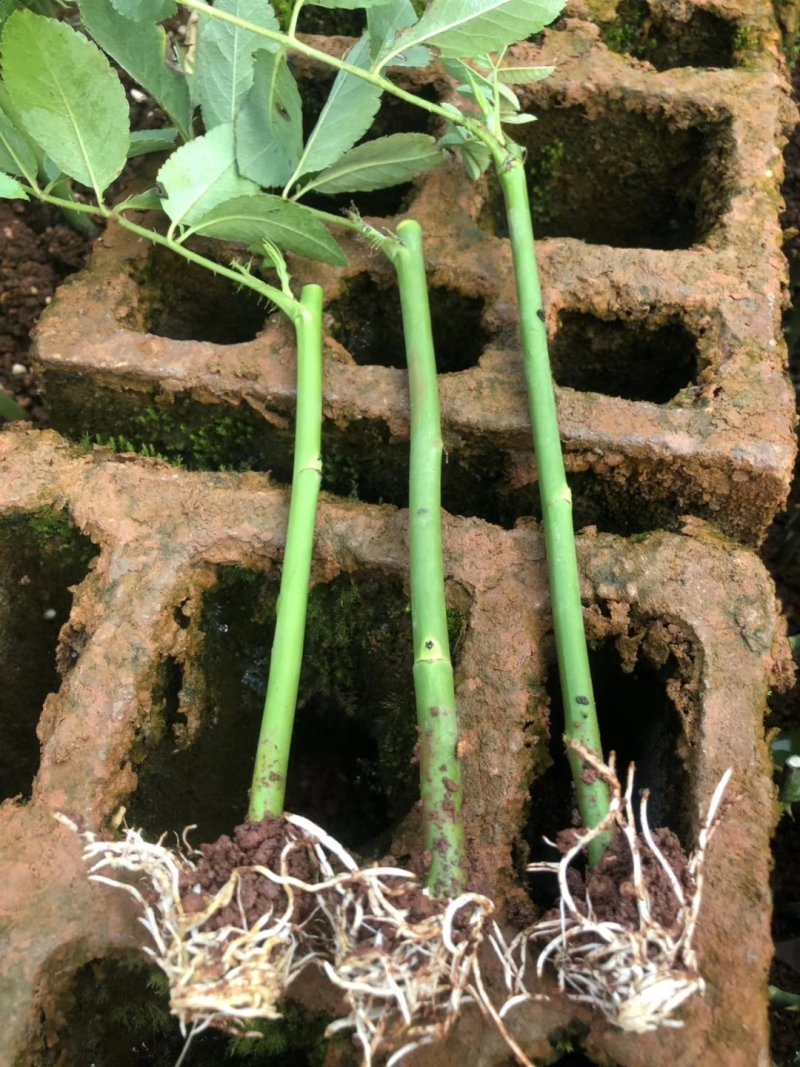 蔷薇扦插小苗四季开花量大带香味爬藤速度快
