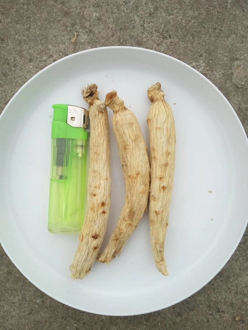 精品东洋大力参白皮红心特质加工长年出售及加工