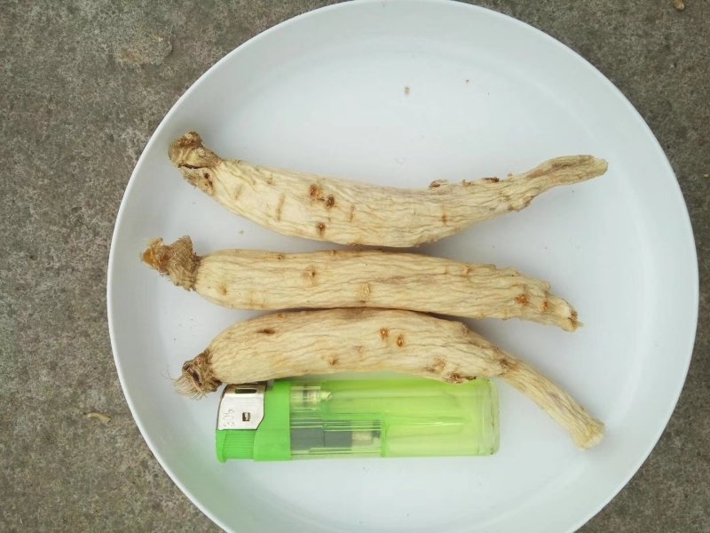 精品东洋大力参白皮红心特质加工长年出售及加工
