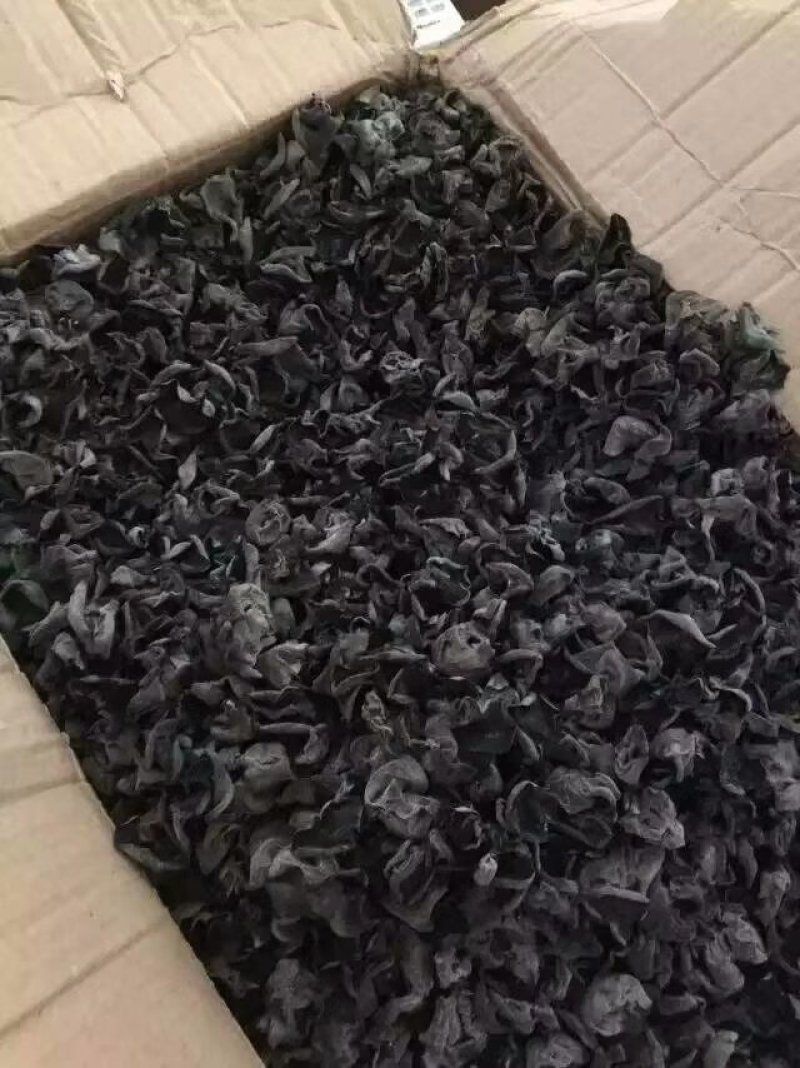 东北纯木段木耳清肺化痰喜欢的看过来