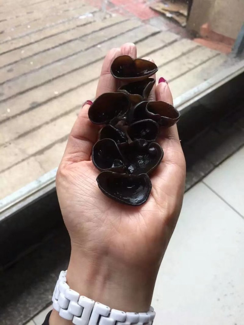 东北纯木段木耳清肺化痰喜欢的看过来