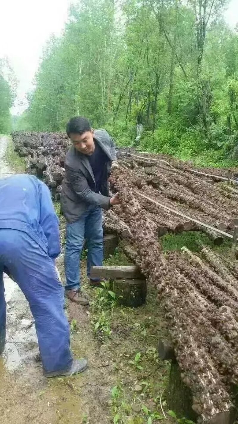 东北纯木段木耳清肺化痰喜欢的看过来