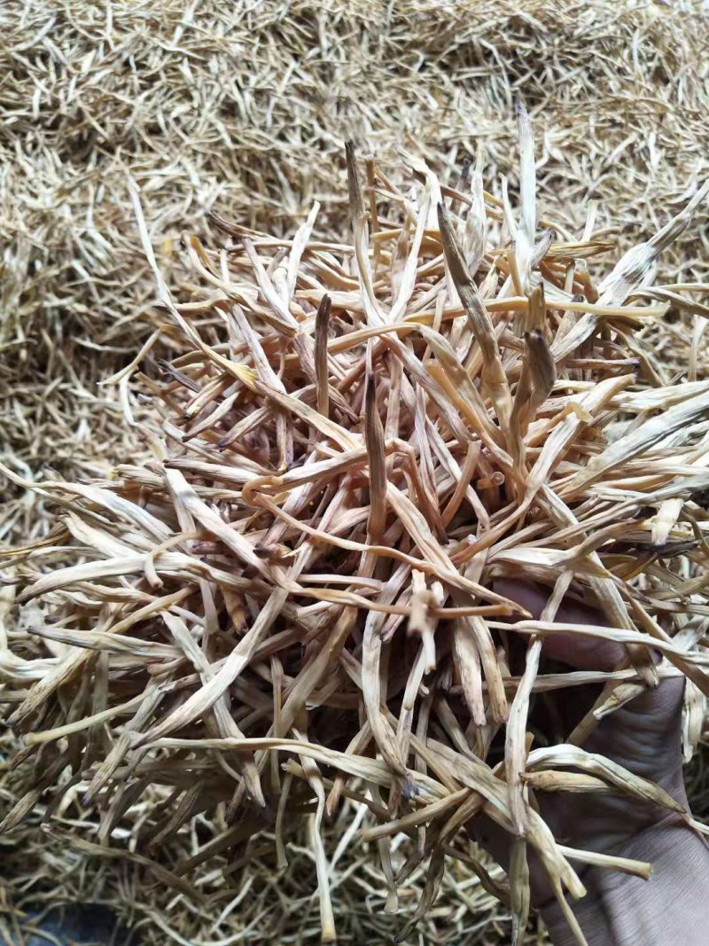 特价黄花菜基地批发，天然晾晒，无添加直条黄花菜