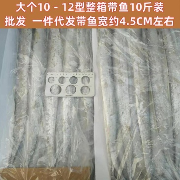 刀鱼