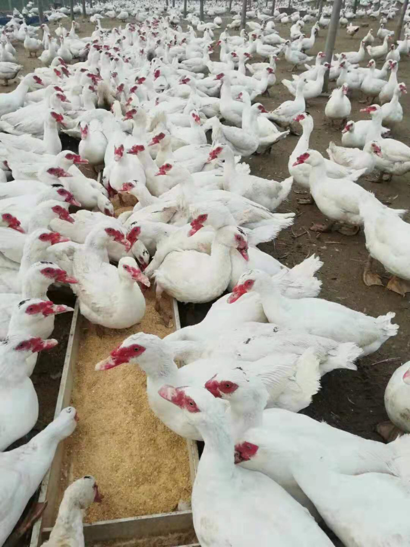 全番老鸭福州现货要的联系