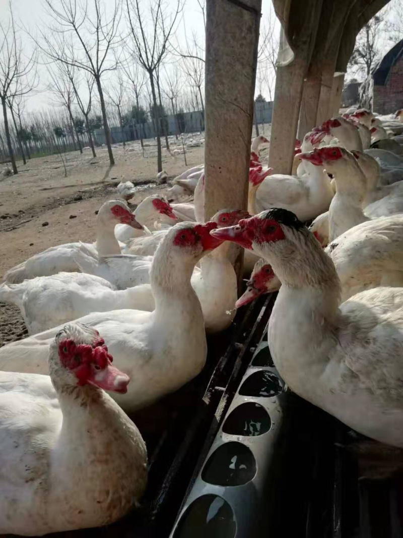 全番老鸭福州现货要的联系