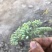 甘肃玉门小茴香纯绿净货