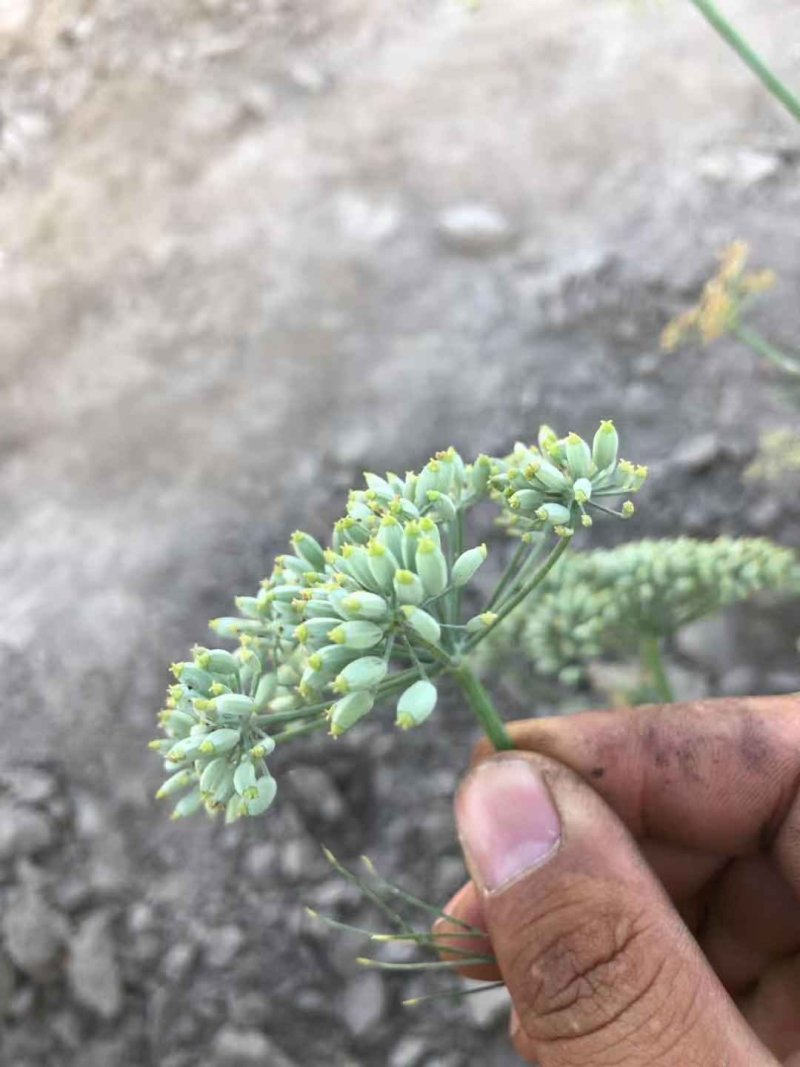甘肃玉门小茴香纯绿净货