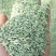甘肃玉门小茴香纯绿净货
