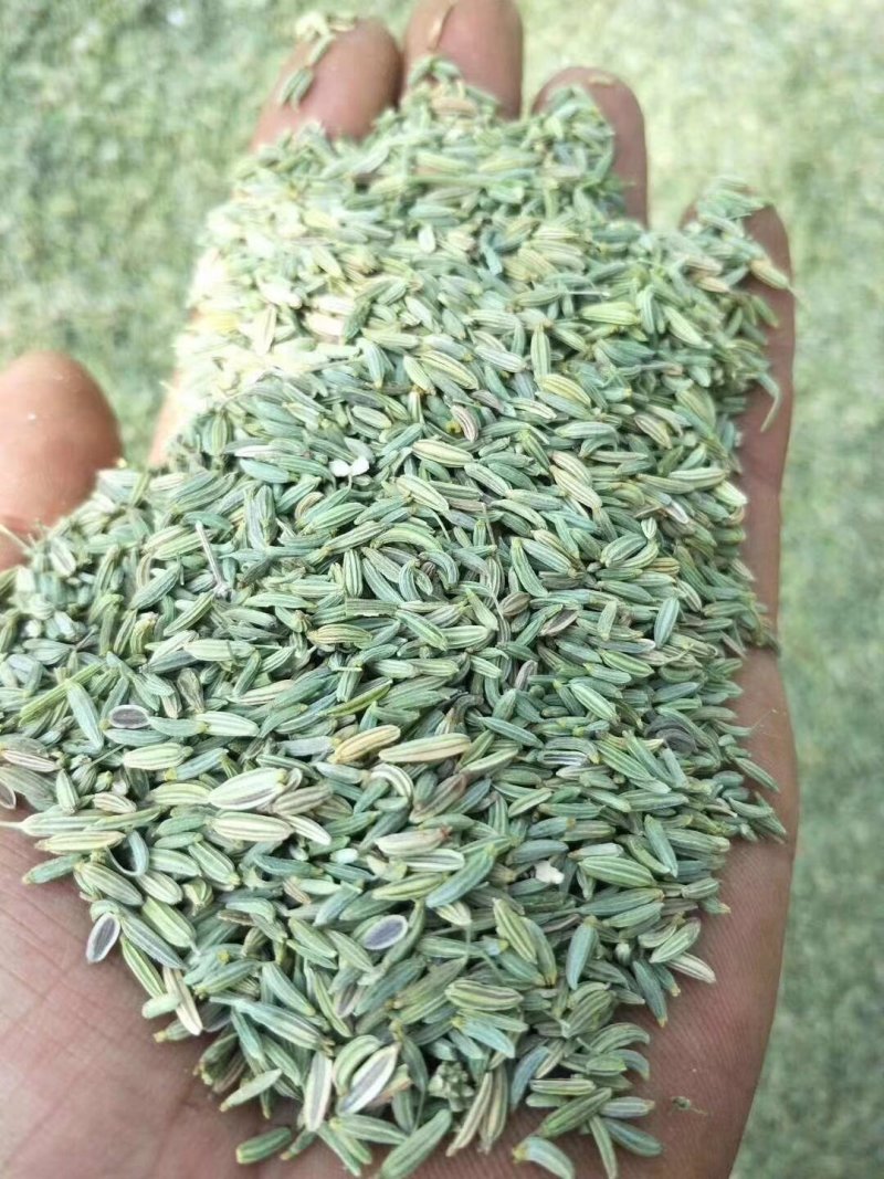 甘肃玉门小茴香纯绿净货