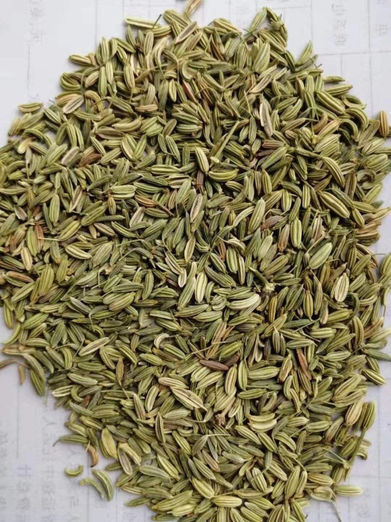 甘肃玉门小茴香纯绿净货
