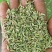 甘肃玉门小茴香纯绿净货
