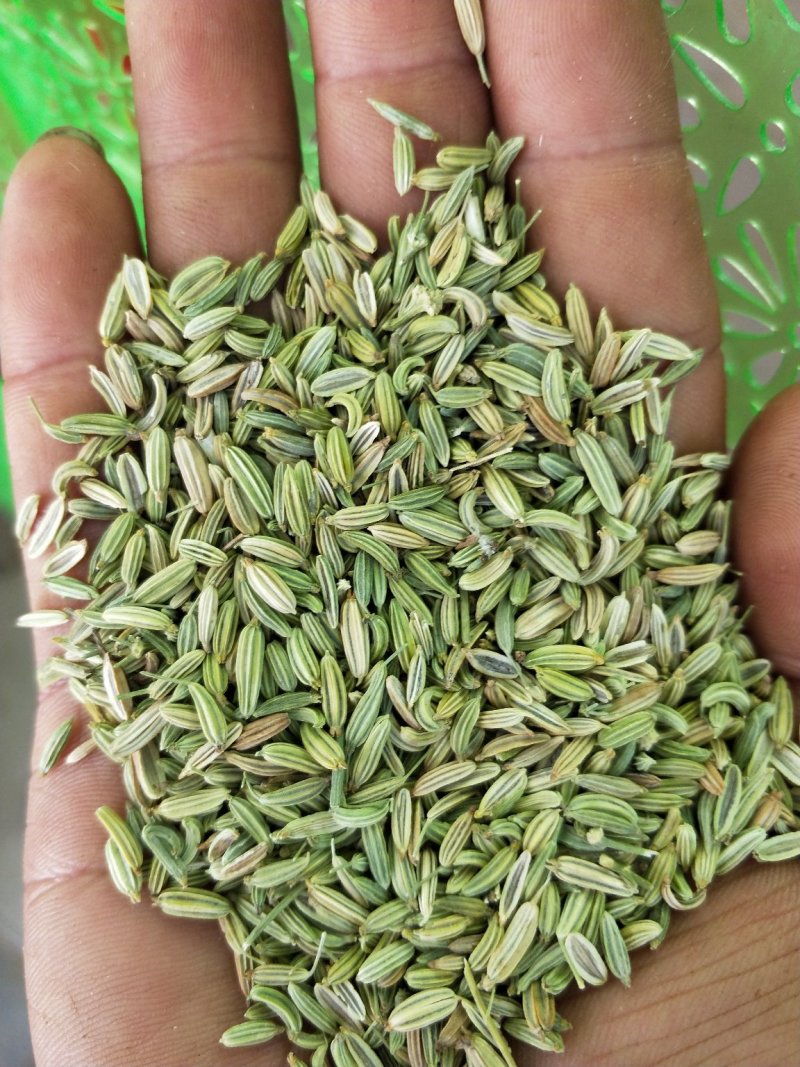 甘肃玉门小茴香纯绿净货