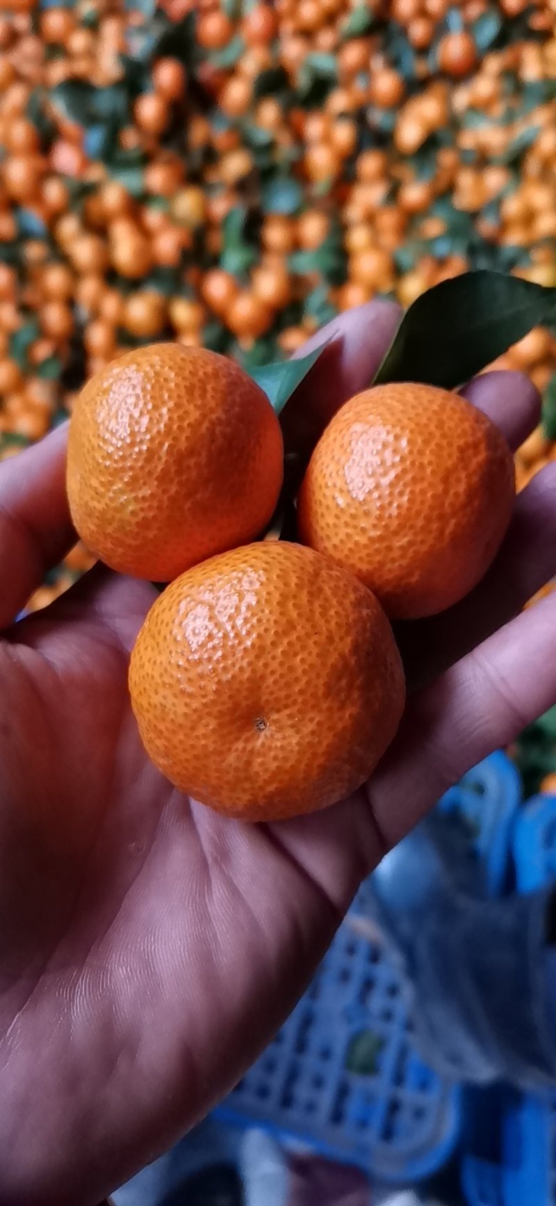 砂糖橘一级果面干净。。。。。。。。。。。。