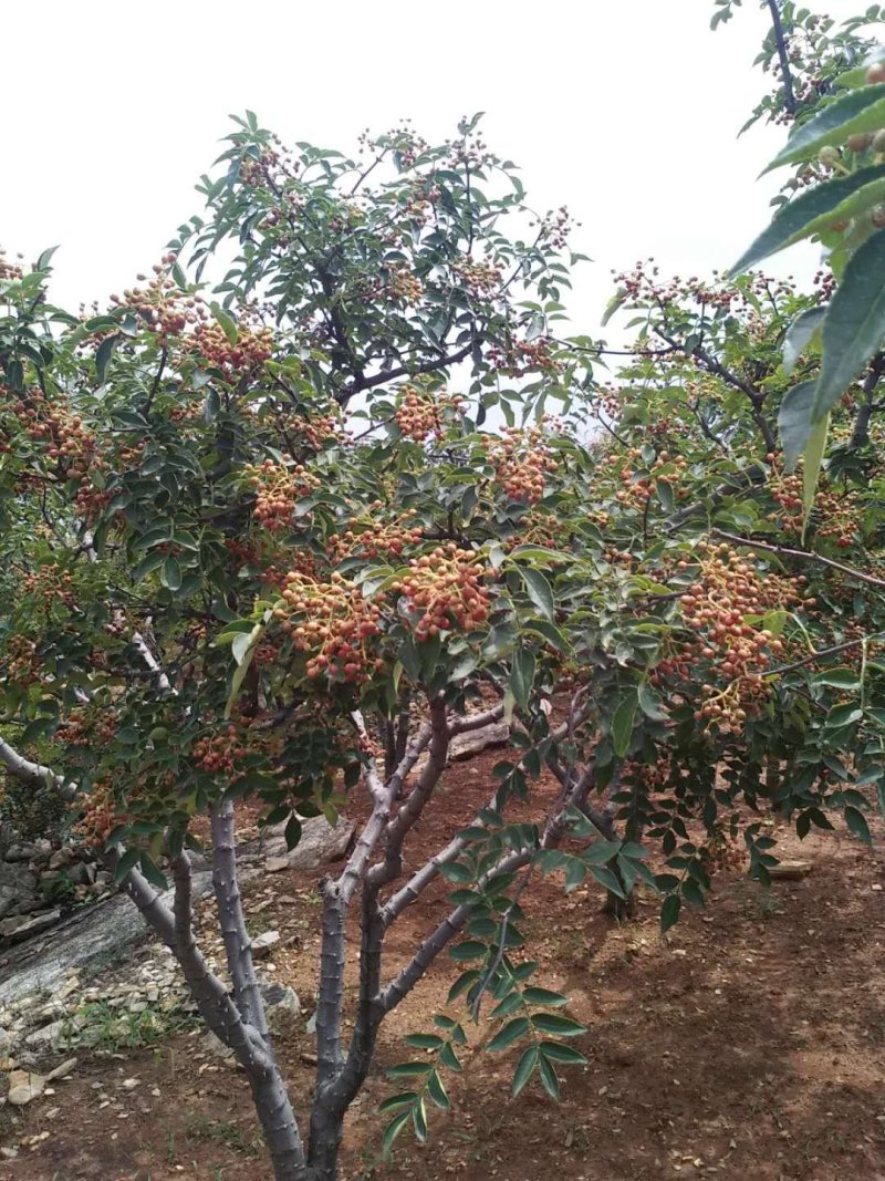 【热销】山东花椒籽散装粒大饱满自然晾晒发芽率高大量供应