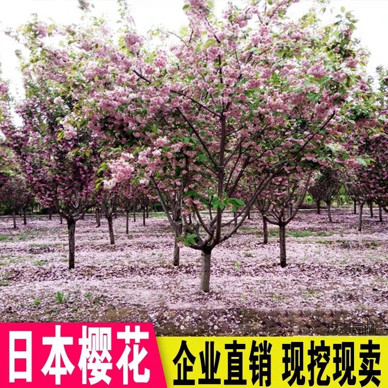 樱花树苗日本樱花，晚樱早樱。