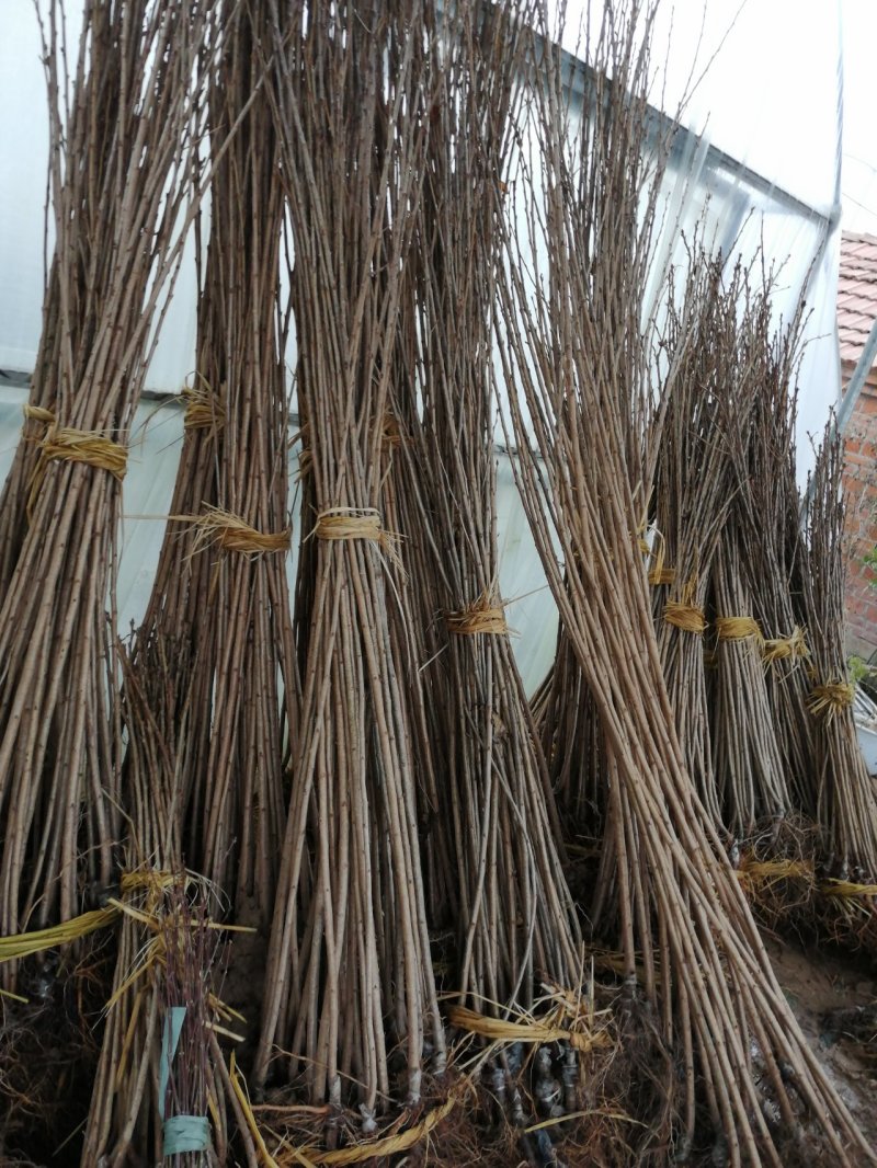 樱花树苗日本樱花，晚樱早樱。