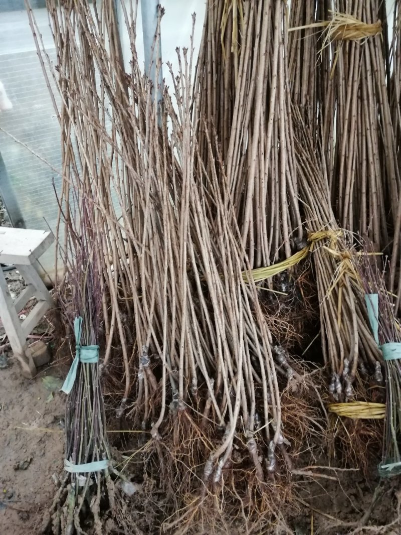 樱花树苗日本樱花，晚樱早樱。