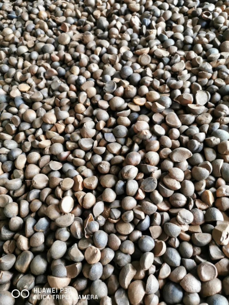 野生山茶籽