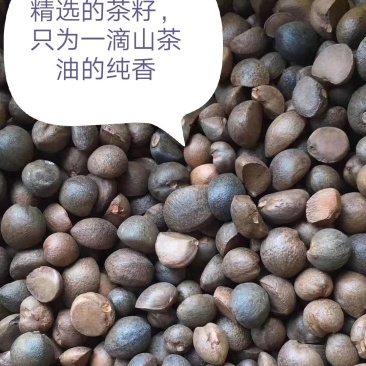 野生山茶籽