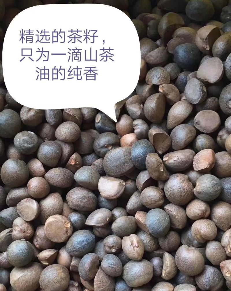 野生山茶籽