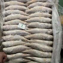 白菇鱼（多规格）10kg/箱