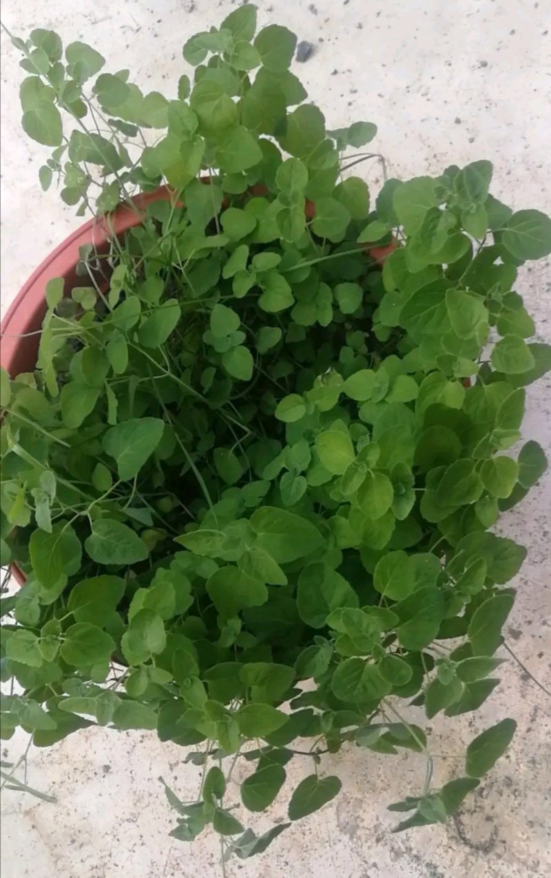 纯吉林东党，党参种子保证质量，产量高，品质好，含量足大白