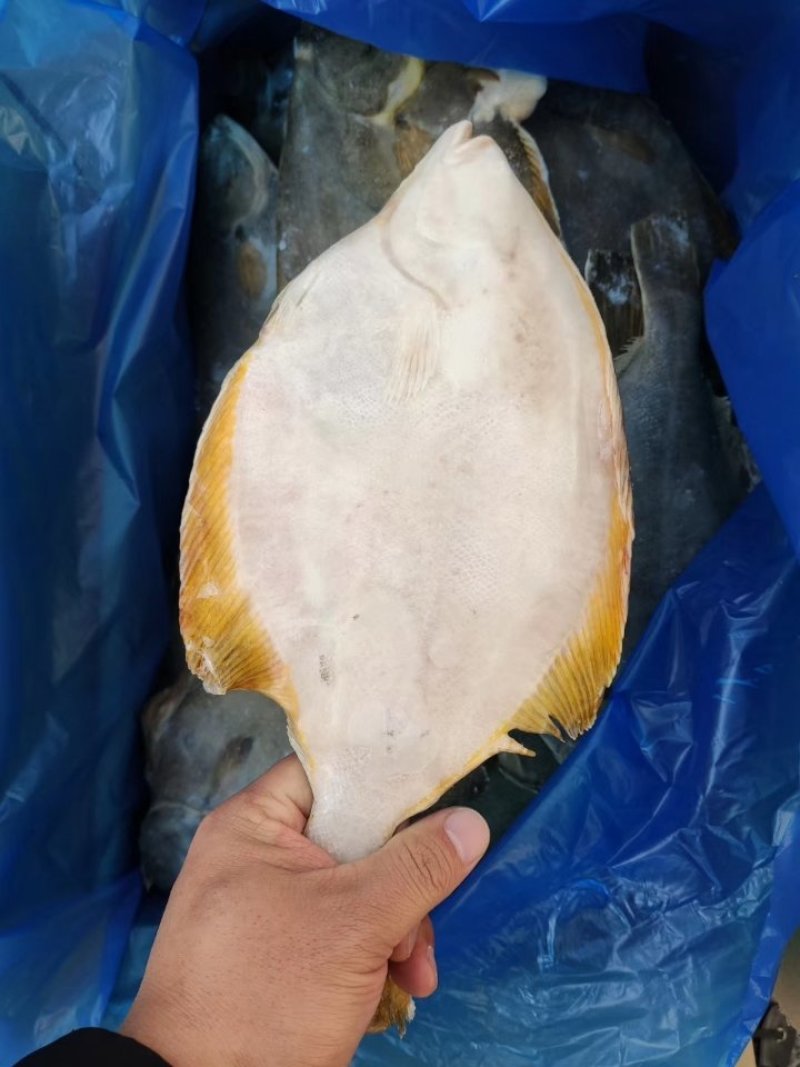 碟鱼，比目鱼，偏口鱼渤海湾鱼类