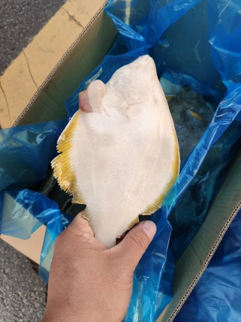 碟鱼，比目鱼，偏口鱼渤海湾鱼类