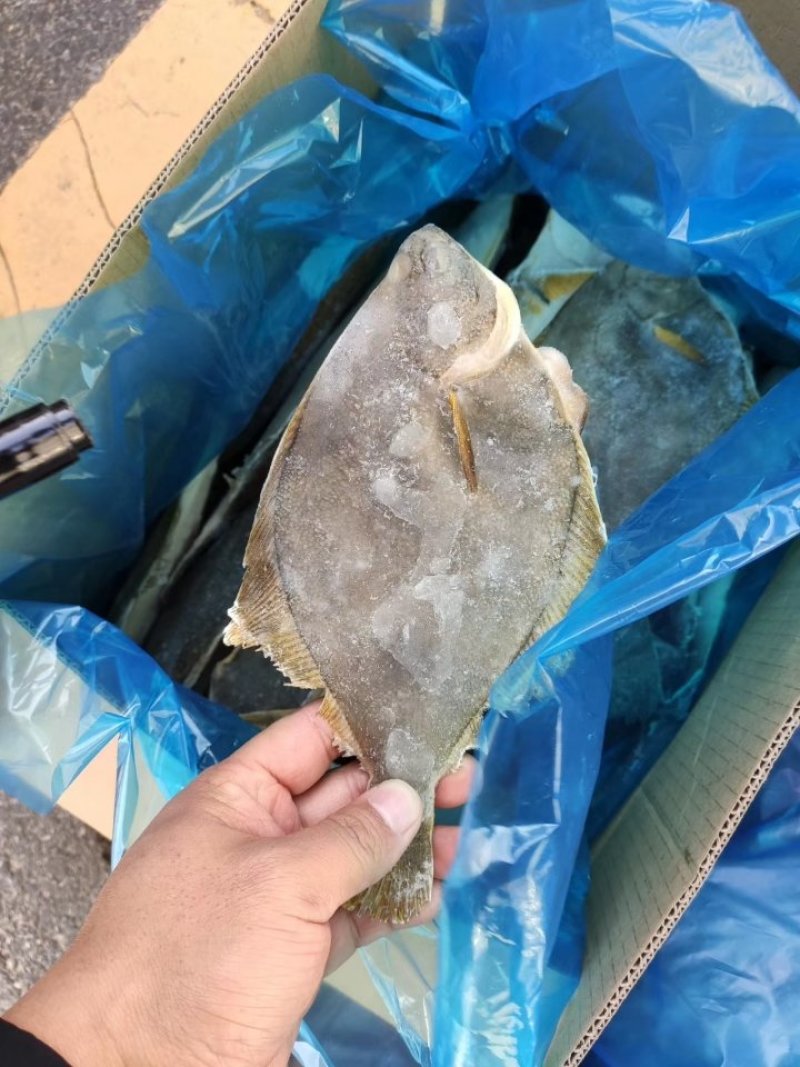 碟鱼，比目鱼，偏口鱼渤海湾鱼类