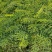 凤凰木红花楹树苗小杯苗庭院观花树种美观好养