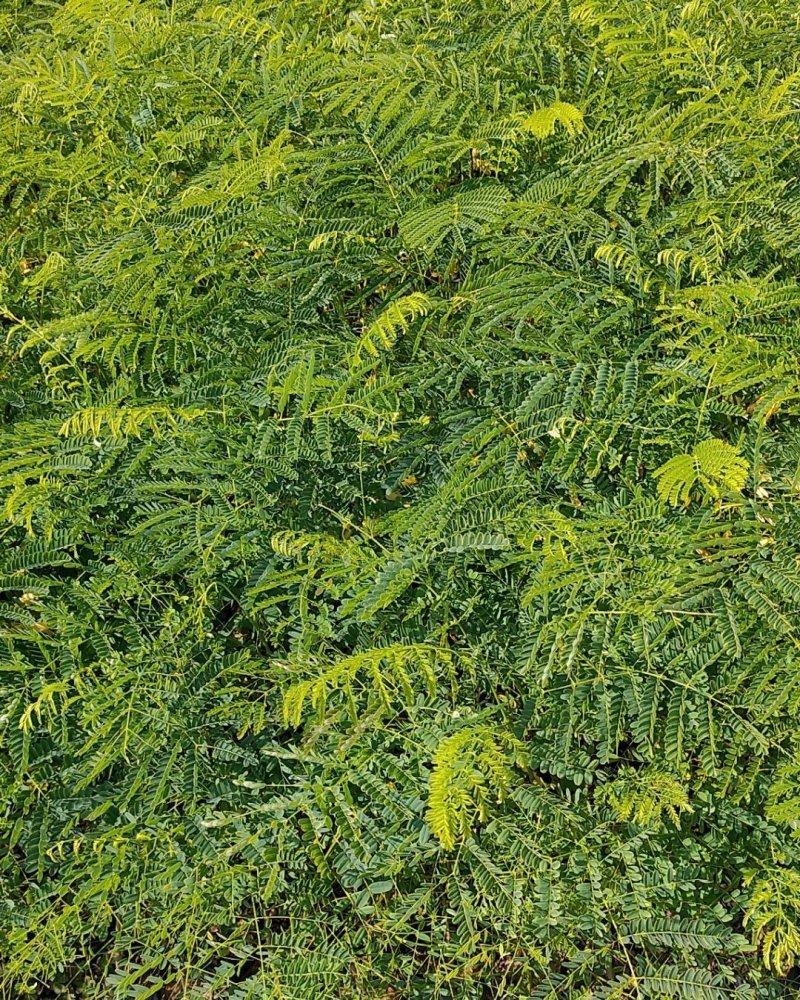 凤凰木红花楹树苗小杯苗庭院观花树种美观好养