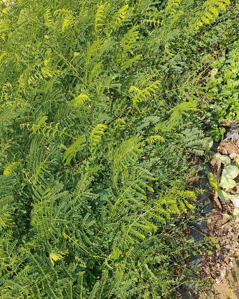 凤凰木红花楹树苗小杯苗庭院观花树种美观好养