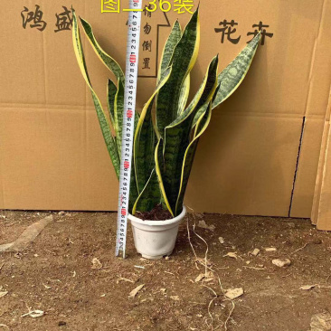 虎皮兰