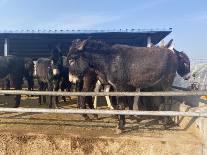 肉驴免费送货包技术包回收报销路费包成活率
