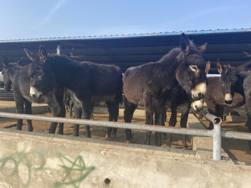 肉驴免费送货包技术包回收报销路费包成活率