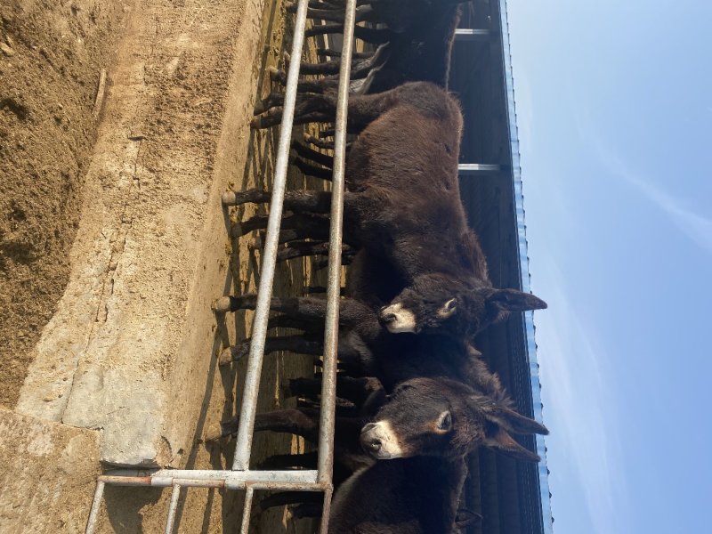 肉驴免费送货包技术包回收报销路费包成活率