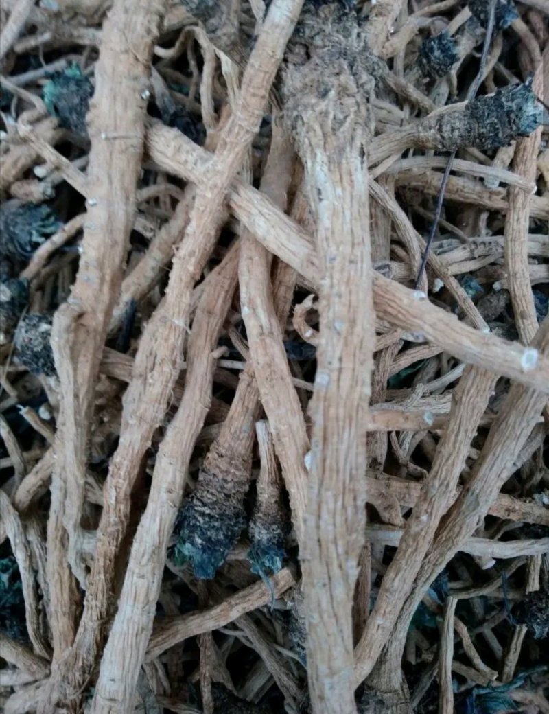 板蓝根种子直销，芽率好，保证质量，小叶大根，独自培育