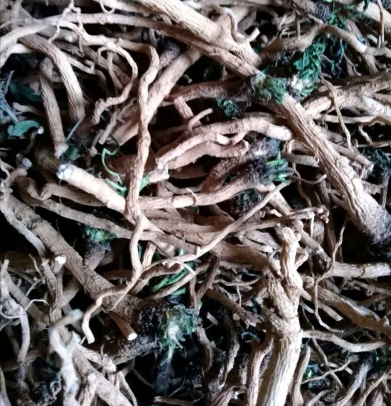 板蓝根种子直销，芽率好，保证质量，小叶大根，独自培育