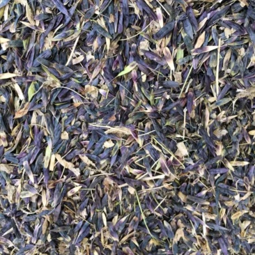 板蓝根种子直销，芽率好，保证质量，小叶大根，独自培育