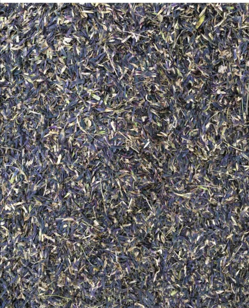 板蓝根种子直销，芽率好，保证质量，小叶大根，独自培育