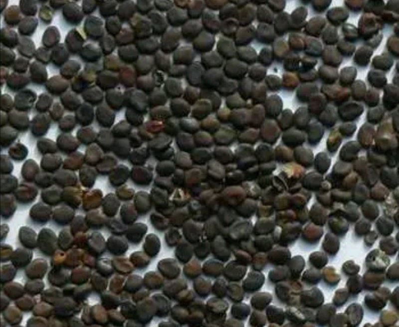 吉林野生黄芪种子保证芽率，保证新种子芽率