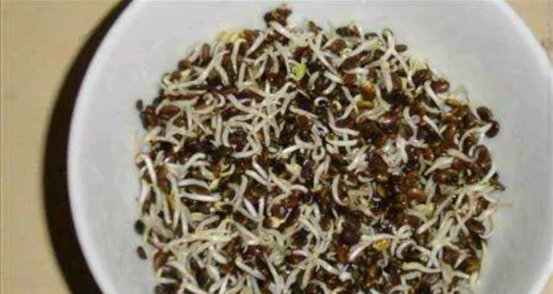吉林野生黄芪种子保证芽率，保证新种子芽率