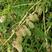 吉林野生黄芪种子保证芽率，保证新种子芽率