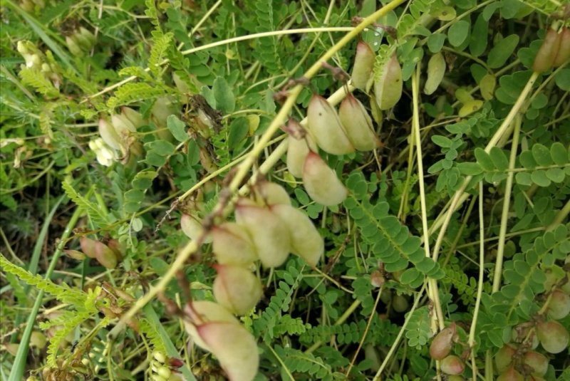吉林野生黄芪种子保证芽率，保证新种子芽率