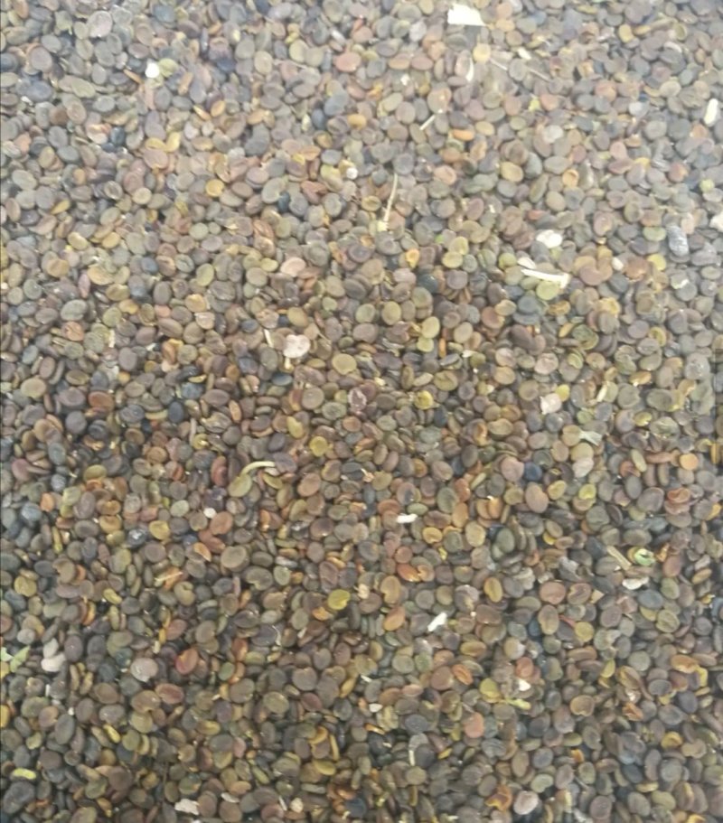 吉林野生黄芪种子保证芽率，保证新种子芽率