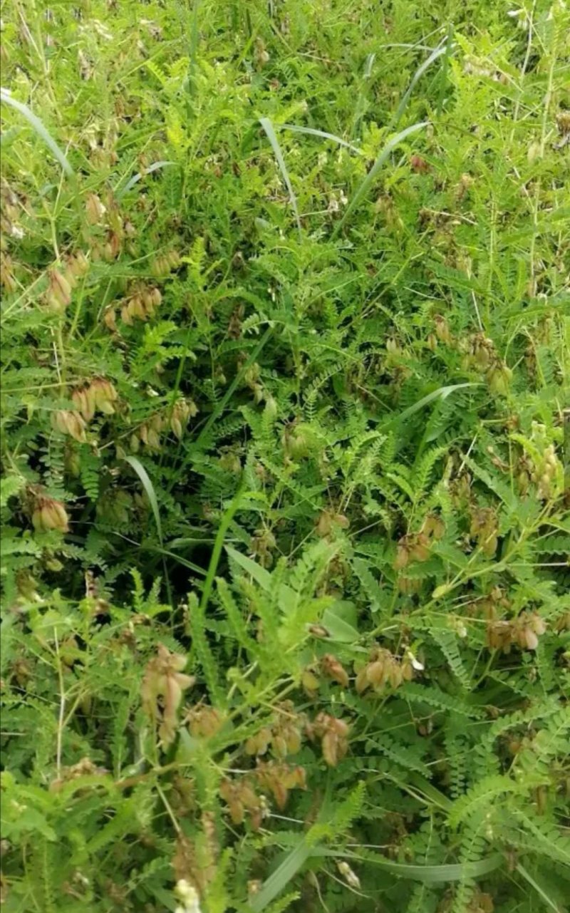 吉林野生黄芪种子保证芽率，保证新种子芽率