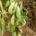 吉林野生黄芪种子保证芽率，保证新种子芽率