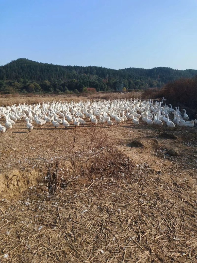 千只白鹅500起批