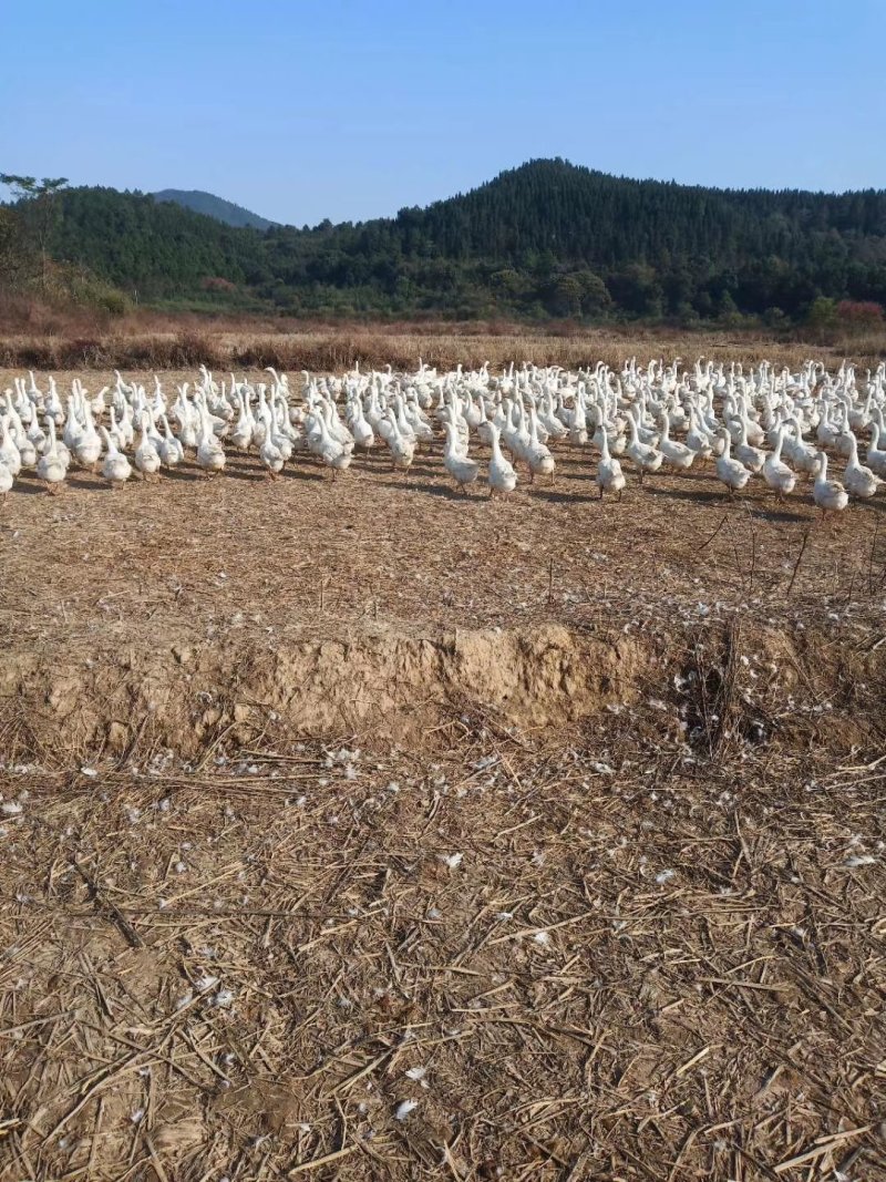 千只白鹅500起批